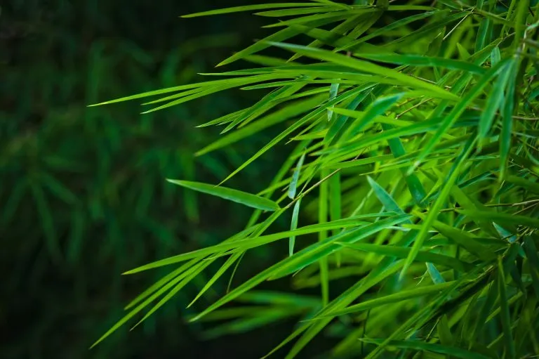 bamboo leaves
